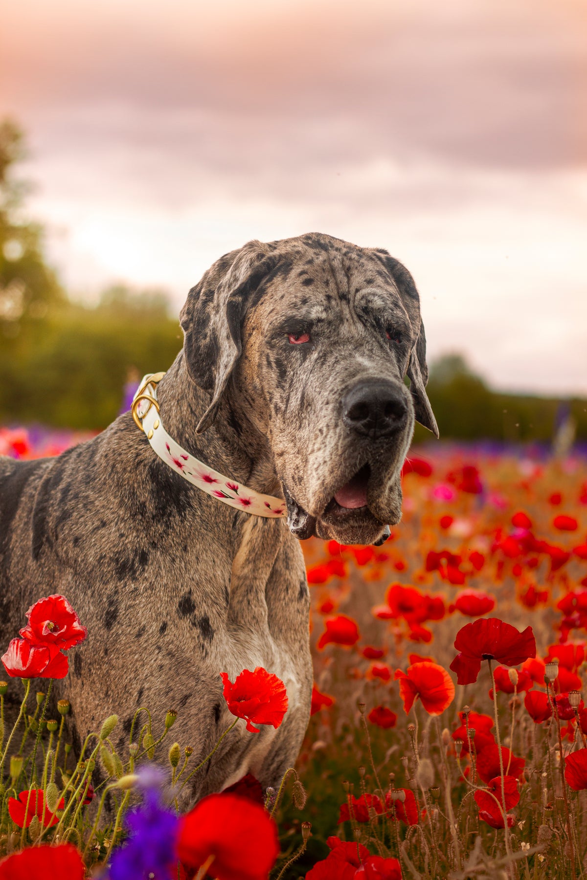 Collier pour chien taille L en  biothane avec fleur 