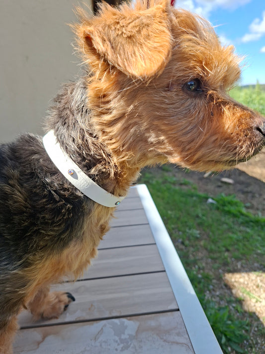 Collier pour chien taille S en  biothane avec strass