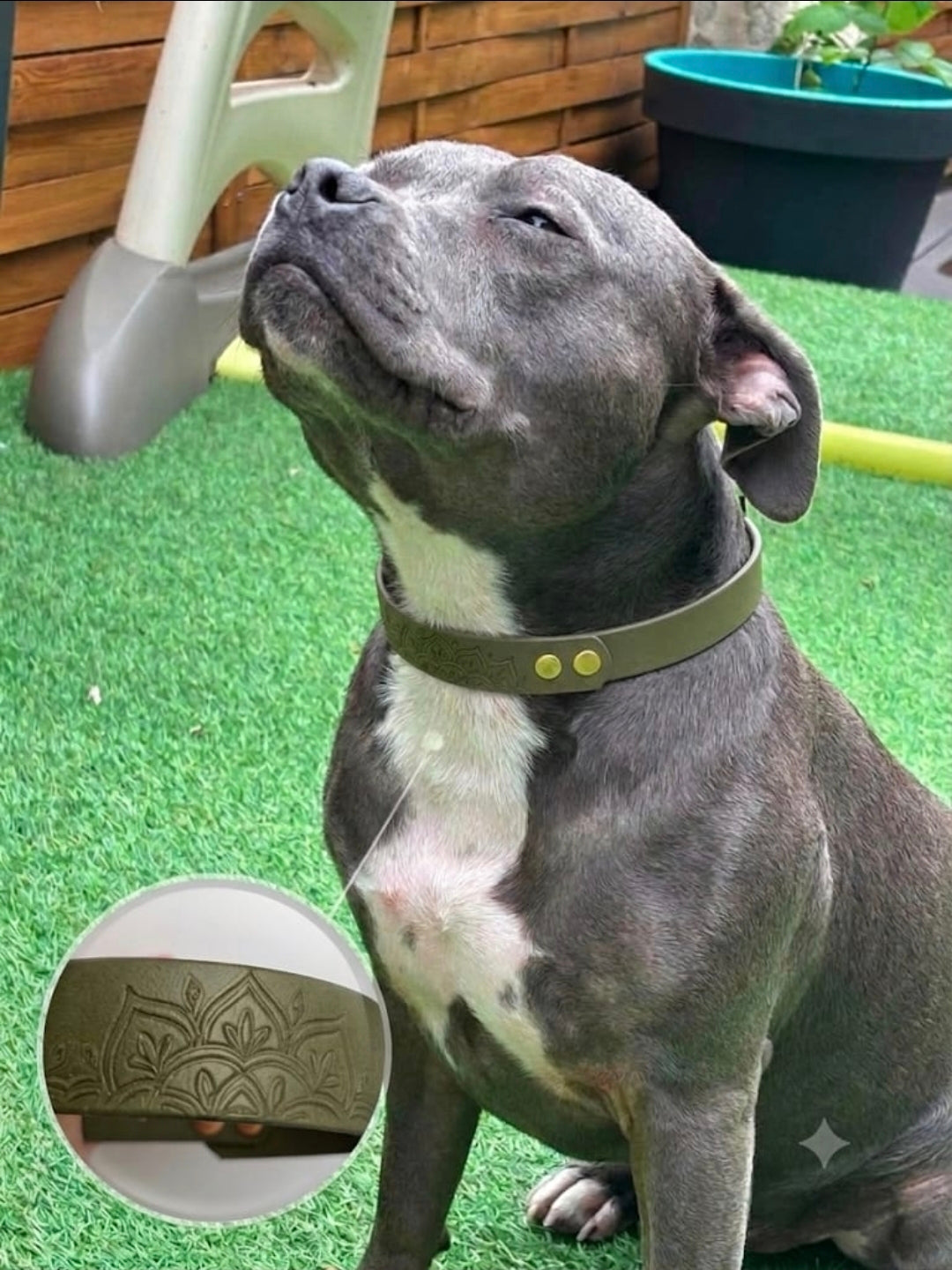 Collier pour chien imperméable 