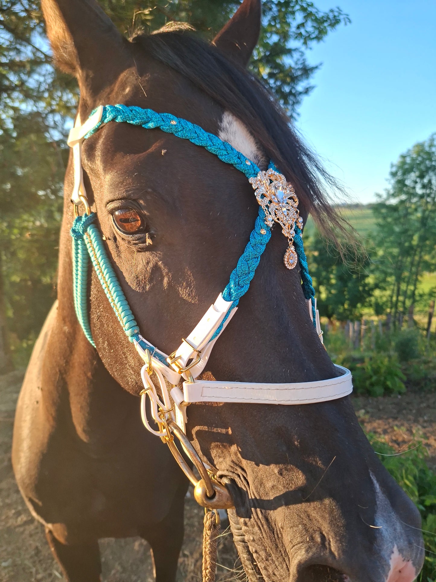 ✨Collection Prestige – Bridon-Licol en Biothane pour chevaux ✨